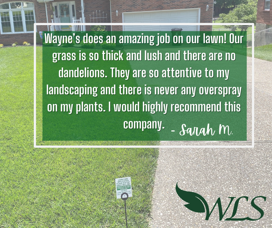 Review From Sarah M – Louisville, KY – Wayne's Lawn Service