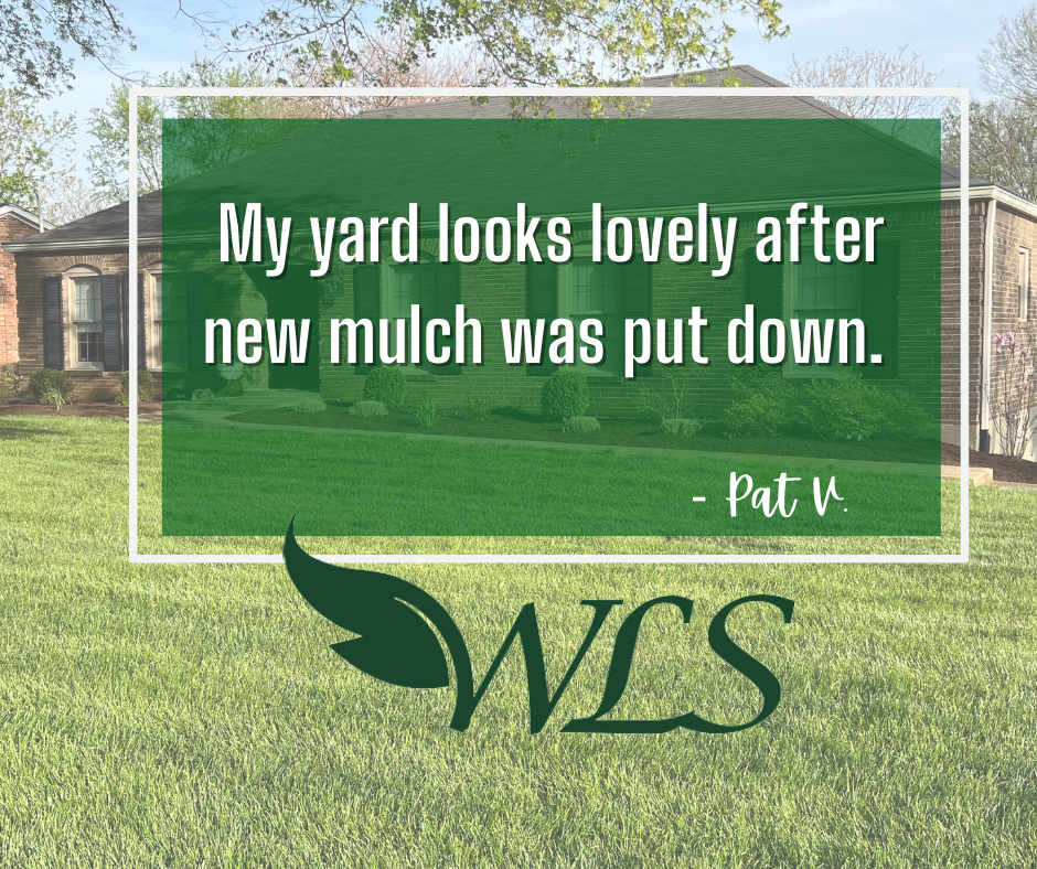 Review From Pat V – Louisville, KY – Wayne's Lawn Service