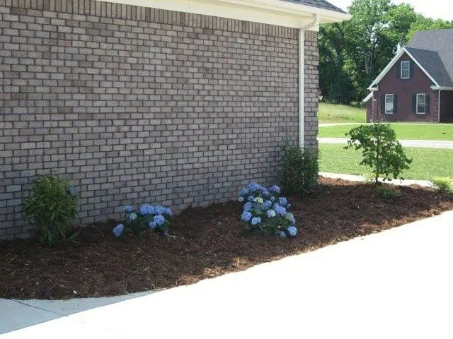 Brick wall of a building with a flower bed containing blue hydrangeas and mulch. A house is in the background.