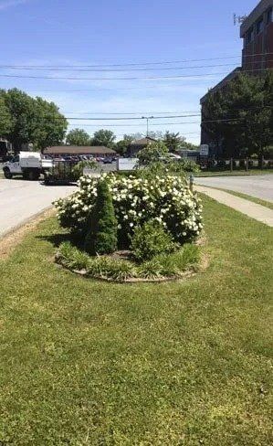A small, round flower bed with blooming white flowers and green foliage sits in a grassy area near a road. Sunny day.