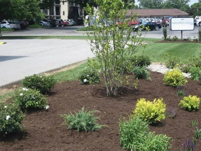 Landscaped garden bed with fresh mulch, various green and yellow shrubs, and a young tree in front of an apartment complex.