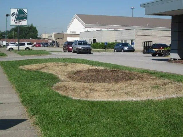 Grassy median with a bare patch of mulch, cars, and a sign in front of a building on a sunny day.