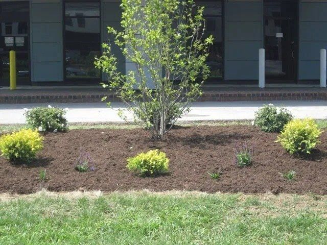 A landscaped bed with a tree and shrubs mulched with brown material in front of a building. Green grass is in the foreground.