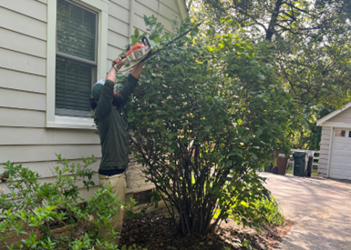 Person uses a chainsaw to trim a bush next to a house with a window.