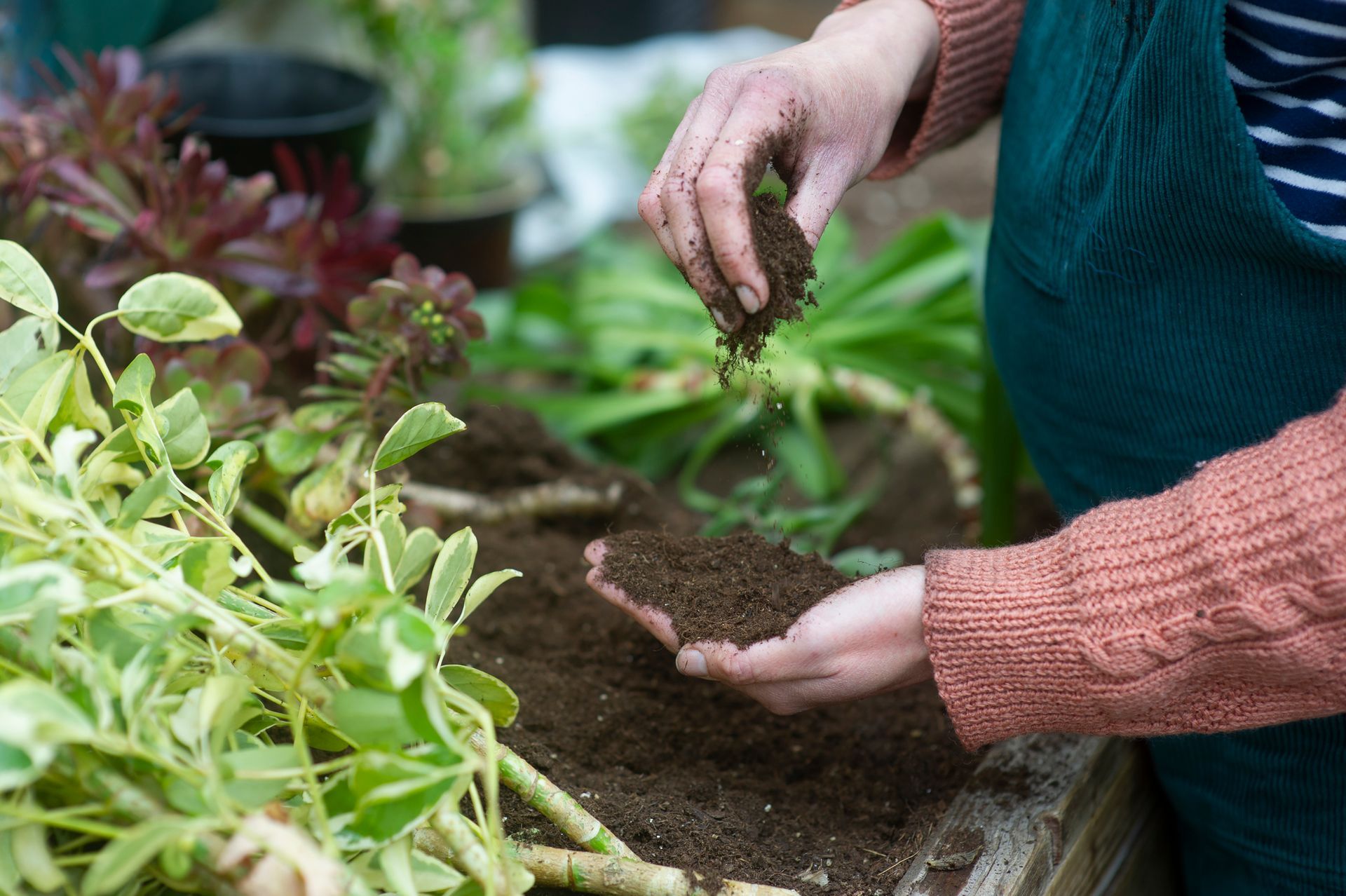 Landscaper working with soil and plants in a garden bed.