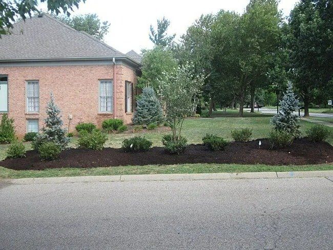 Brick house with landscaped front yard: a bed of mulch contains green shrubs and evergreens along the road.