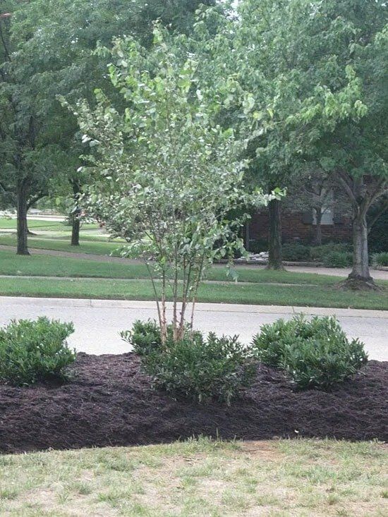 A young tree with light green leaves, planted in dark mulch, flanked by two green shrubs on a grassy verge.