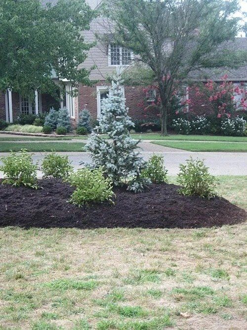 Blue spruce tree surrounded by shrubs in a mulched flowerbed. Houses and trees line the street.