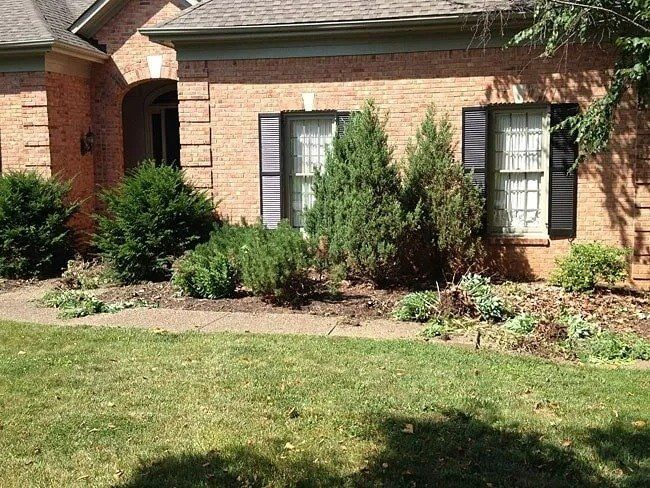 Brick house with shrubs and two windows with black shutters. Brown mulch borders a walkway with green lawn.