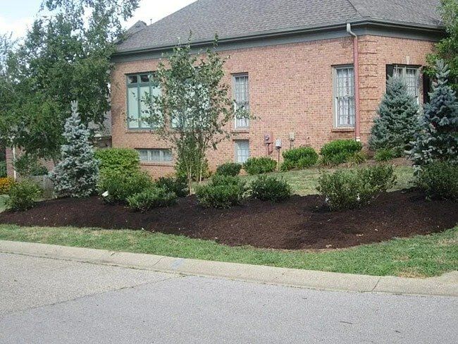 Landscaped front yard with mulch beds, shrubs, and evergreen trees in front of a brick house.