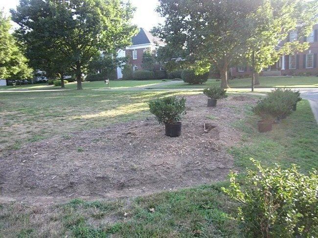 Grassy area with newly planted shrubs. Trees and houses are in the background.