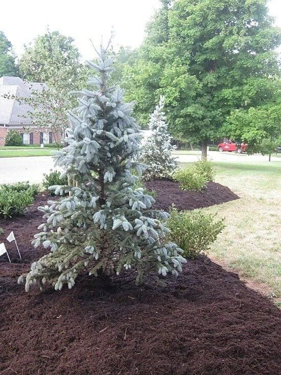 A blue spruce tree in a mulched garden bed, with other small plants and trees nearby.