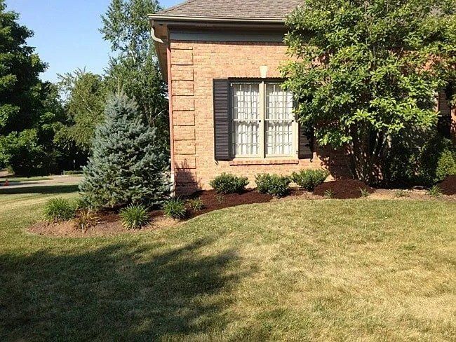 Brick house corner with a blue spruce, bushes, and a window with shutters, surrounded by grass and mulch.