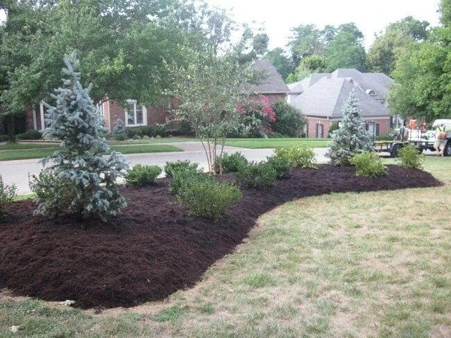 A landscaped yard with dark brown mulch, green shrubs, and blue spruce trees, set in front of a brick house.