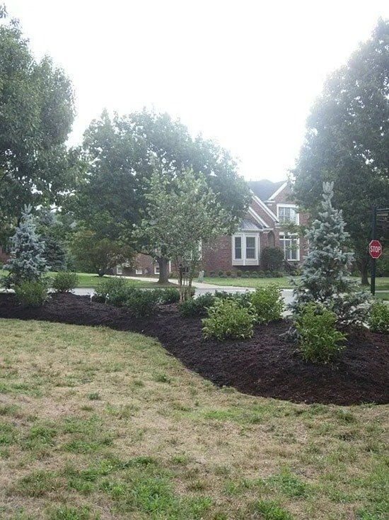 A house with a landscaped yard featuring blue spruce trees, bushes, and mulch. The grass in the foreground appears dry.