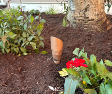 A garden with brown mulch, plants, and a spotlight; tree trunk in the background. A garden with brown mulch, plants, and a spotlight; tree trunk in the background.