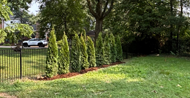 Green arborvitae trees along a black fence and a lawn, next to a road with a car. Green arborvitae trees along a black fence and a lawn, next to a road with a car.