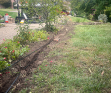 A garden bed with black irrigation tubing next to green grass and a brick.
