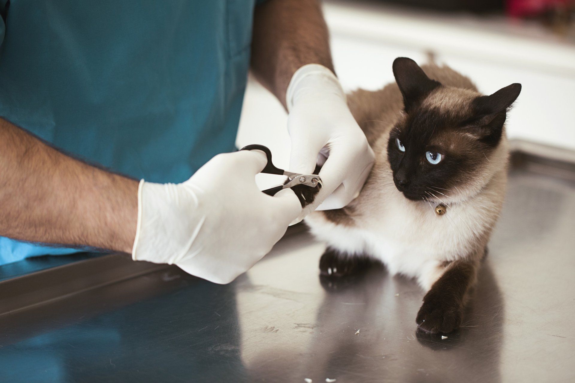un cane viene esaminato da un veterinario in una clinica veterinaria.
