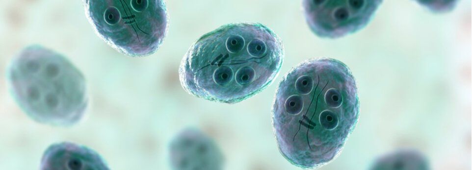 Giardiasi come riconoscere l'infezione e curarla per tempo
