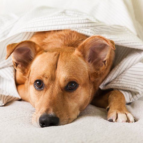 Quali colori vedono i cani? Vista del Cane e Differenze con l'Uomo