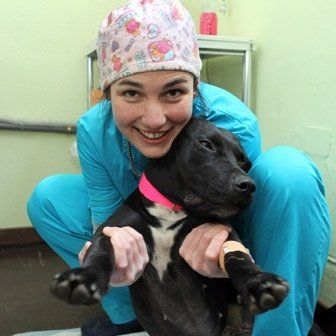 un cane viene esaminato da un veterinario in una clinica veterinaria.