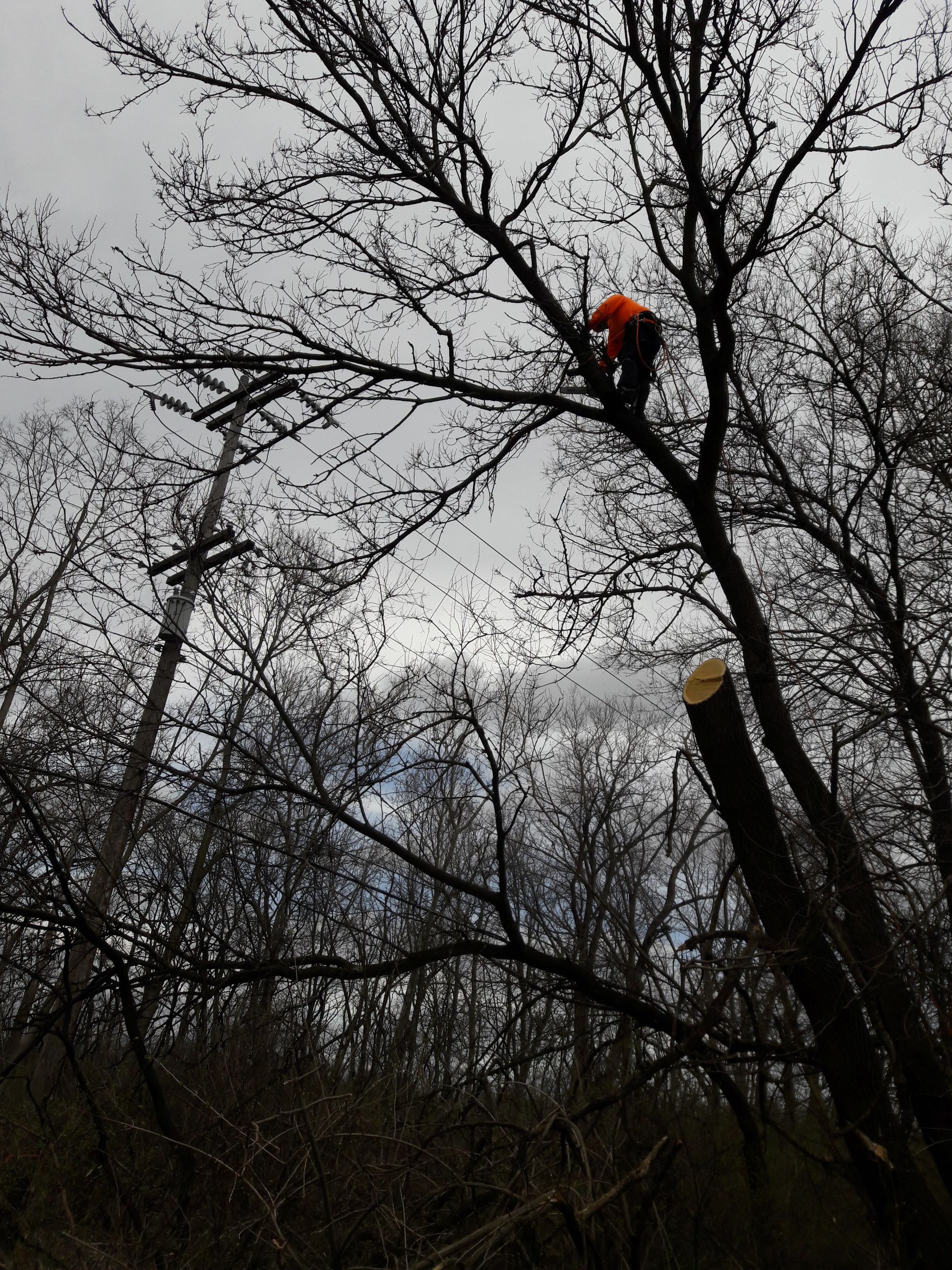 A man in an orange jacket is climbing a tree