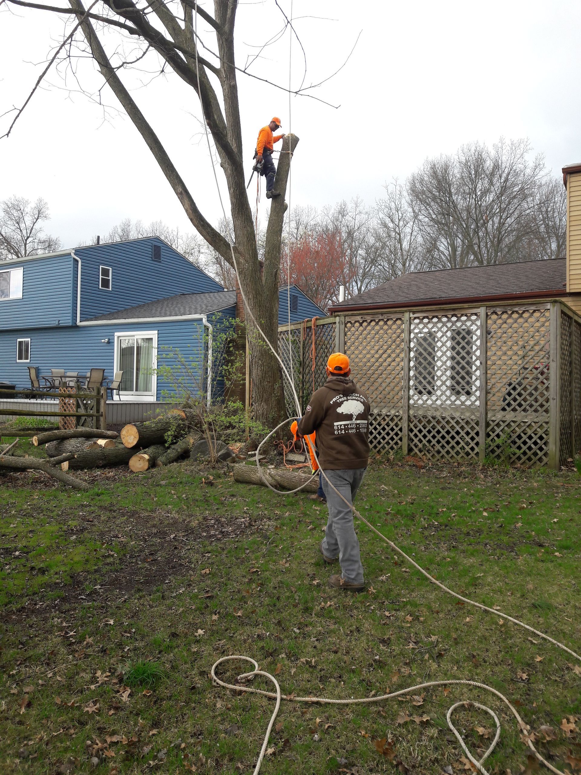 A man is cutting down a tree in a backyard.