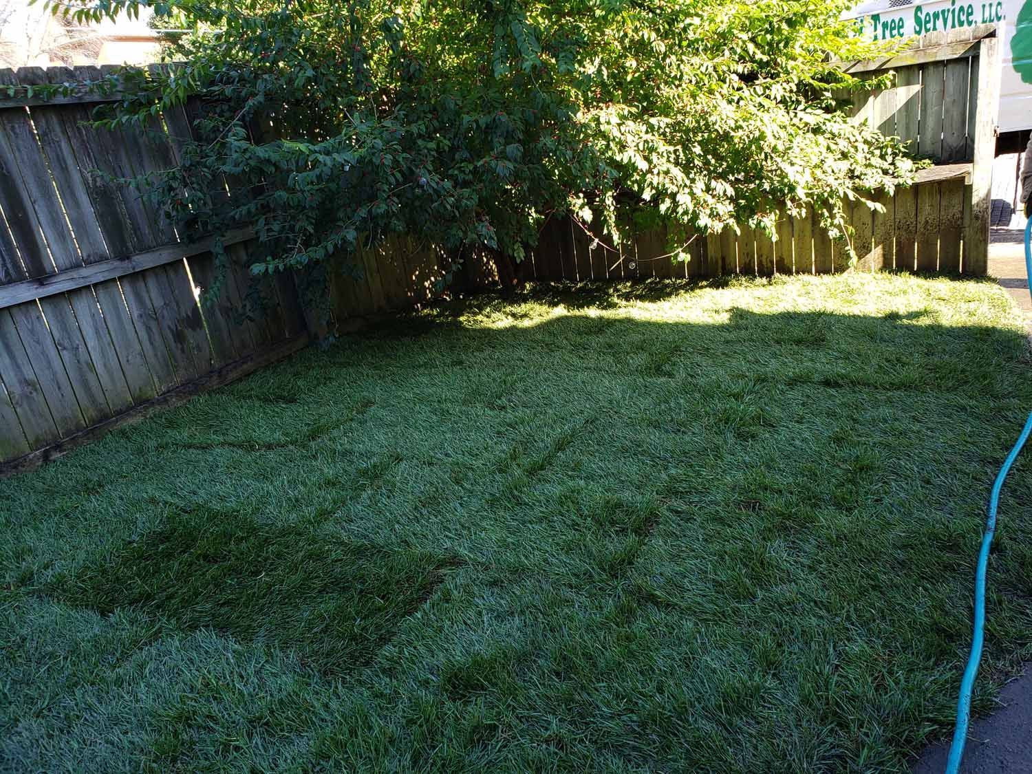 A backyard with a wooden fence and a hose in the grass.