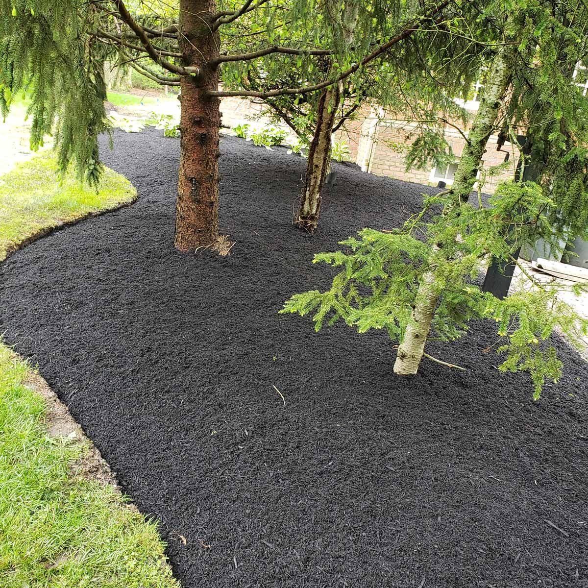 A tree is sitting on top of a pile of black mulch.