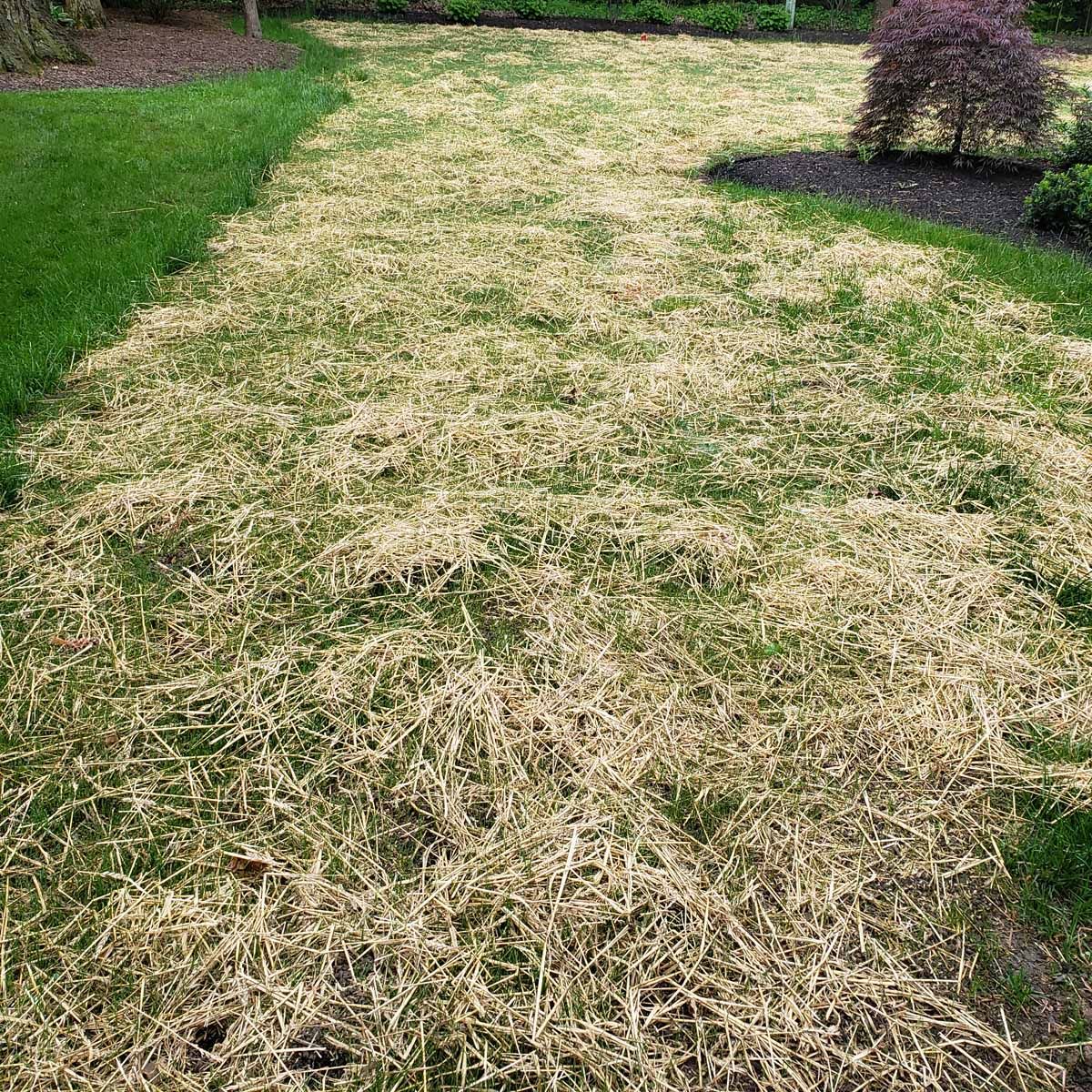 A lawn with a lot of dry grass on it.
