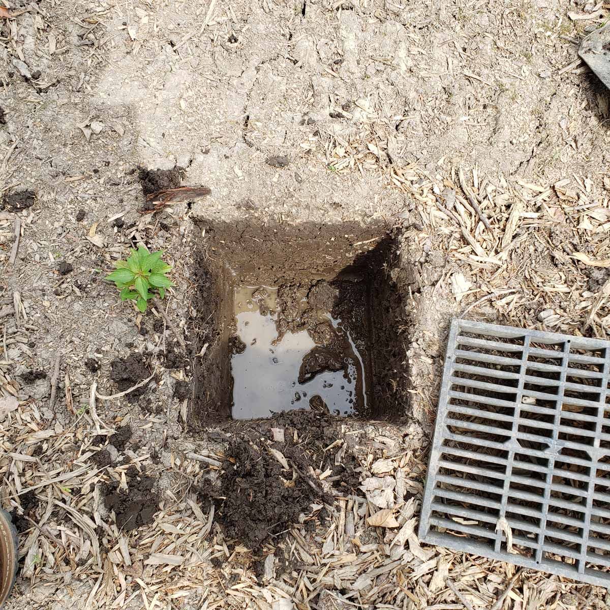 A small plant is growing out of a hole in the ground next to a drain.