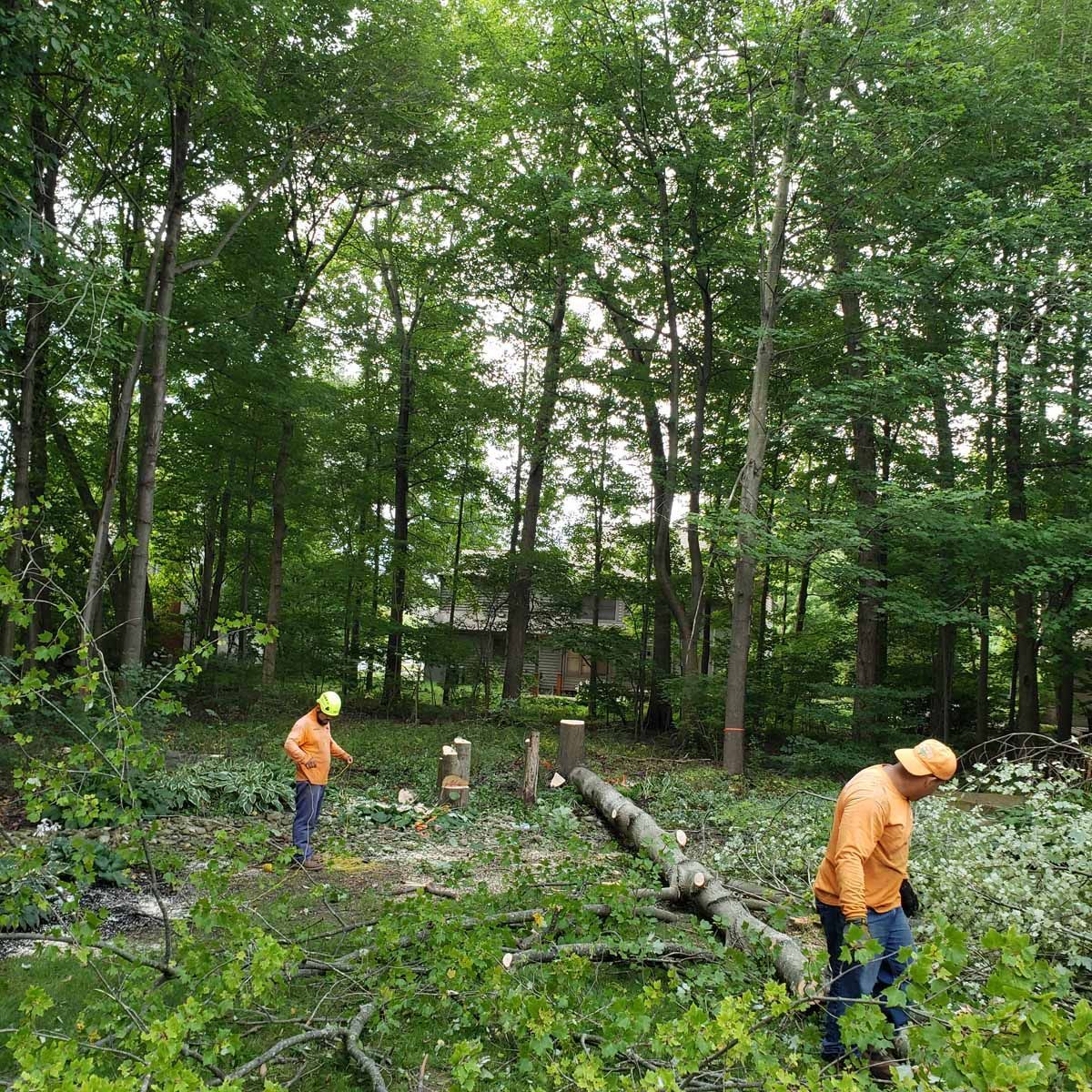 A couple of men are standing in the middle of a forest.