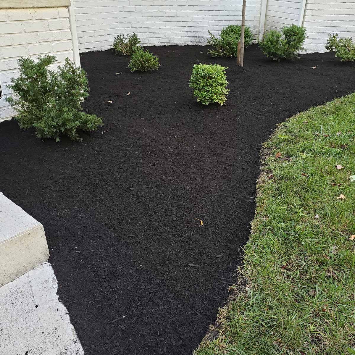 A lawn with black mulch and shrubs in front of a white brick wall.