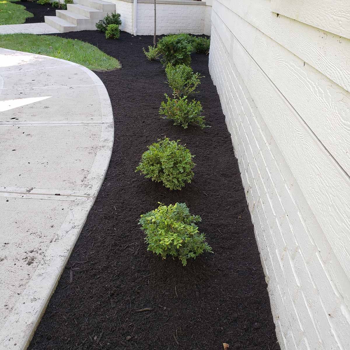 A row of shrubs are growing next to a brick wall