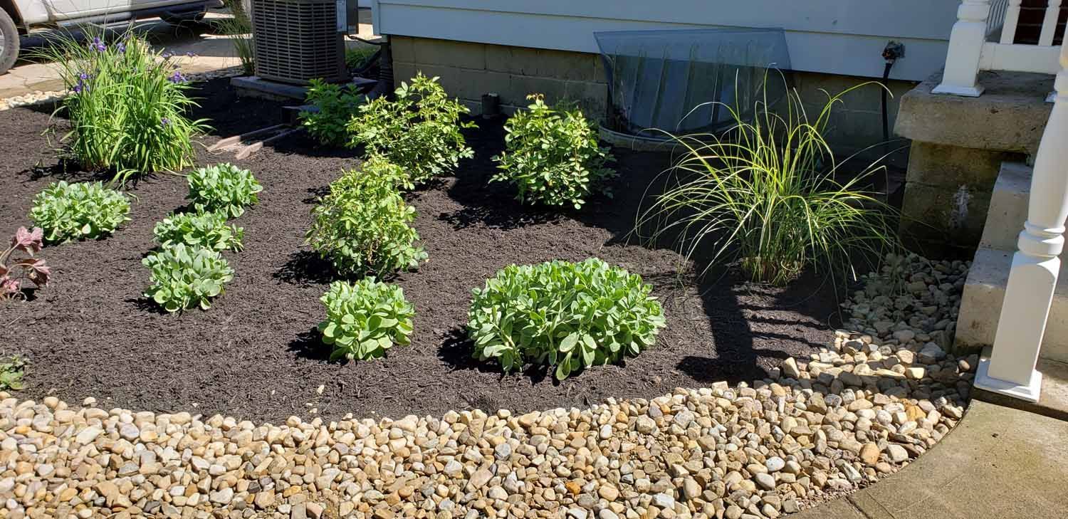 A garden with lots of plants and rocks in front of a house.