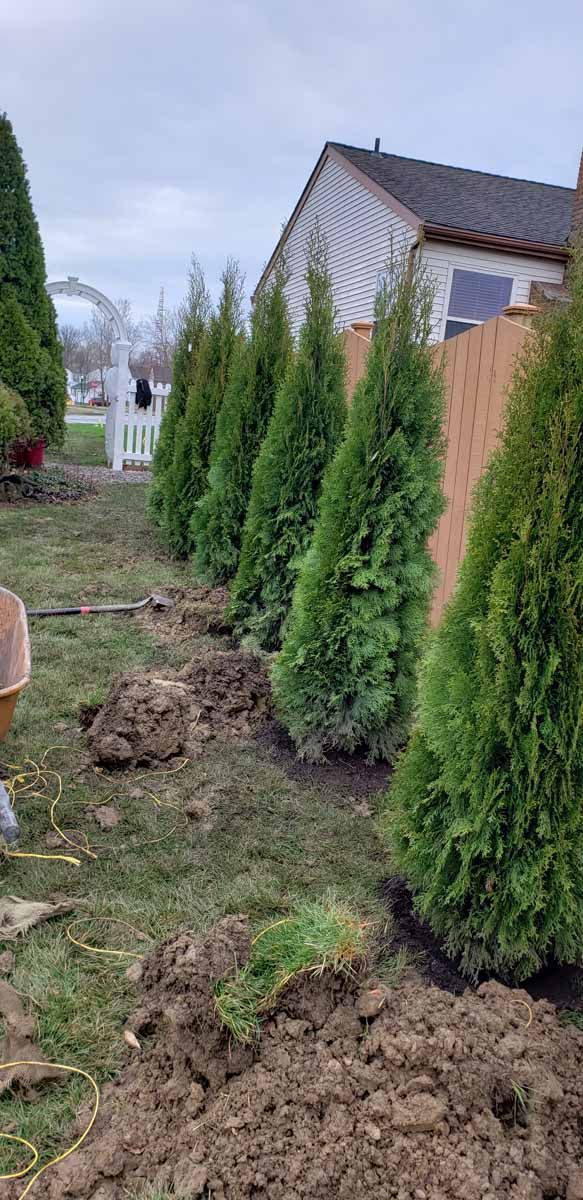 A row of trees are being planted in a yard.