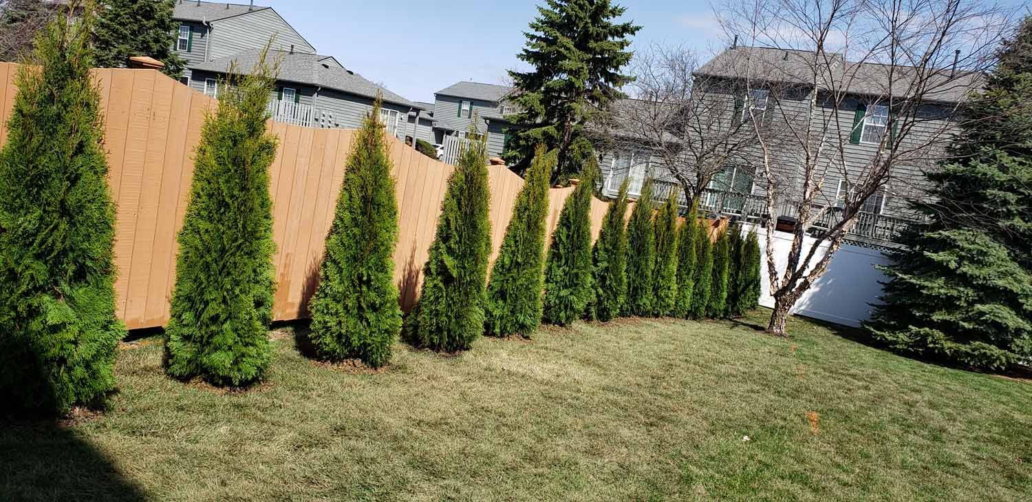 A wooden fence is surrounded by trees in a backyard.