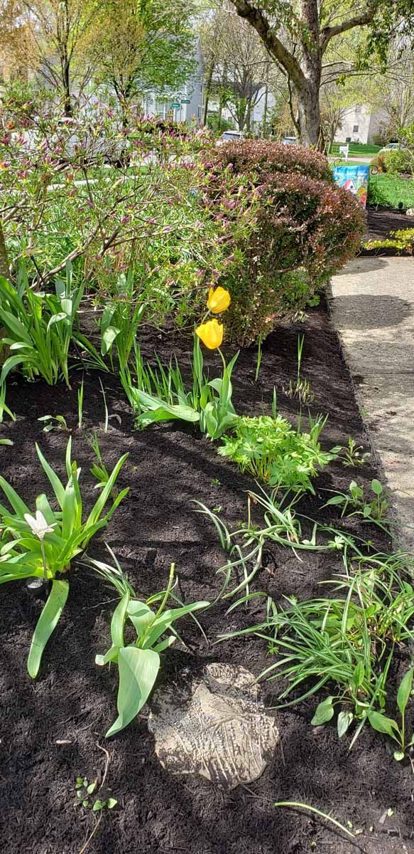 A garden filled with lots of plants and flowers.
