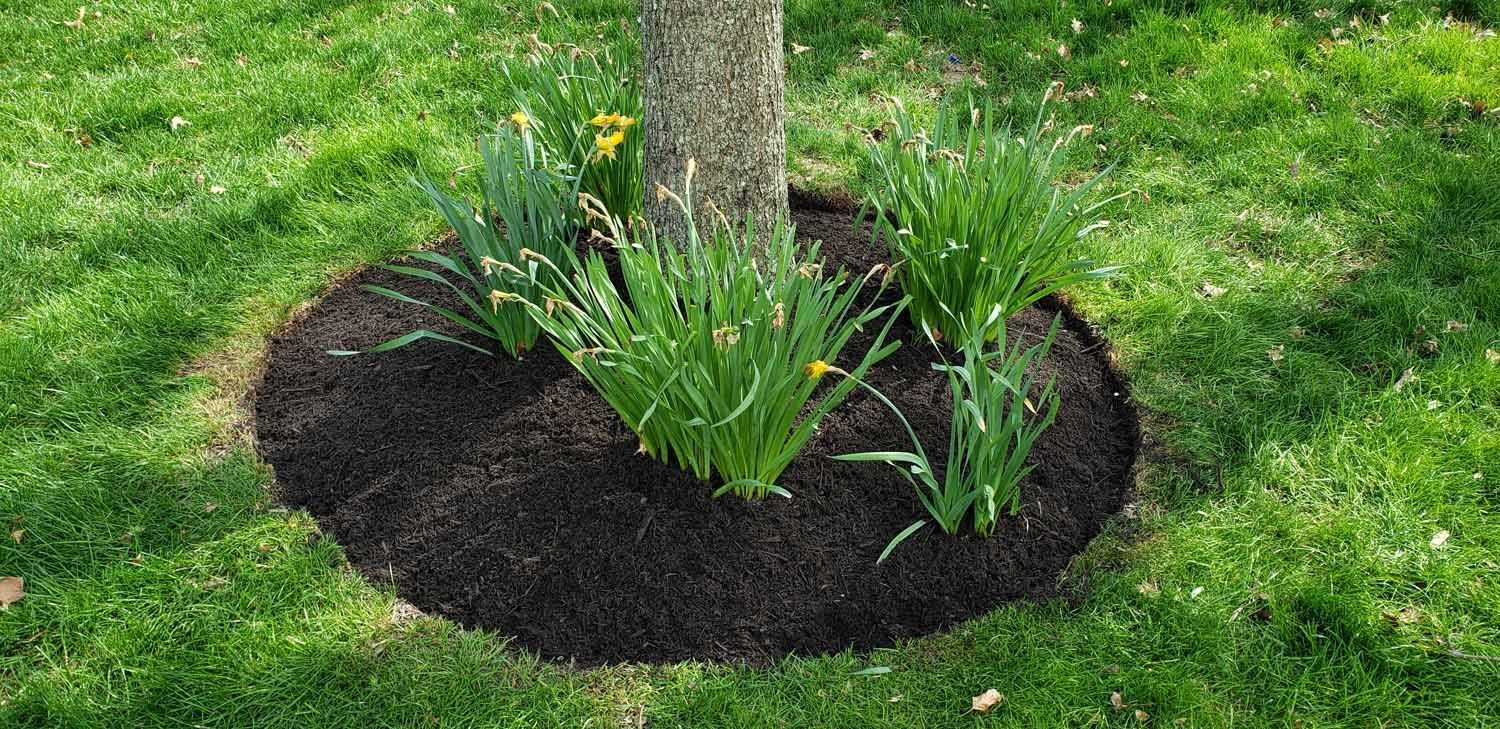 A tree with flowers growing around it in a circle of mulch.