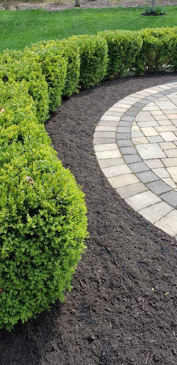 A brick walkway surrounded by bushes and mulch.