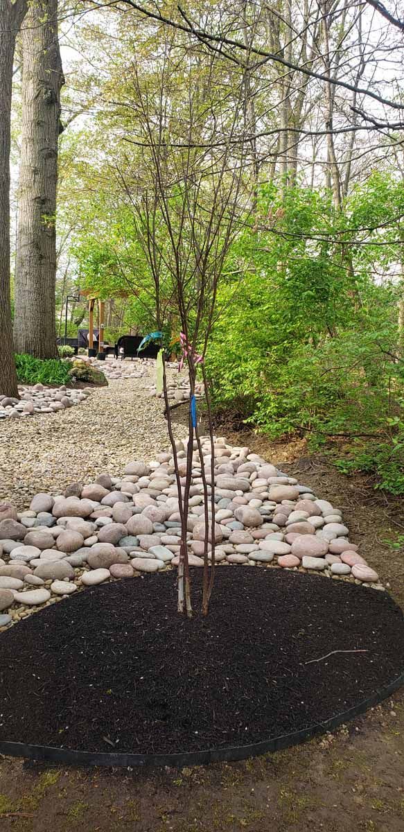 A tree is sitting in the middle of a rock garden.