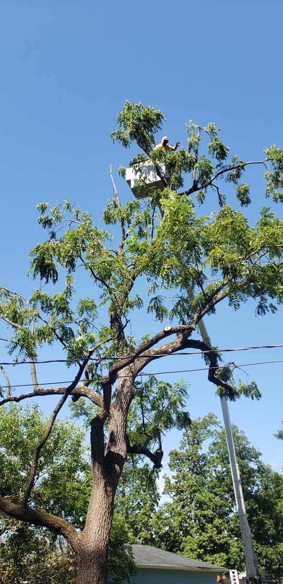 A man is cutting a tree with a crane.