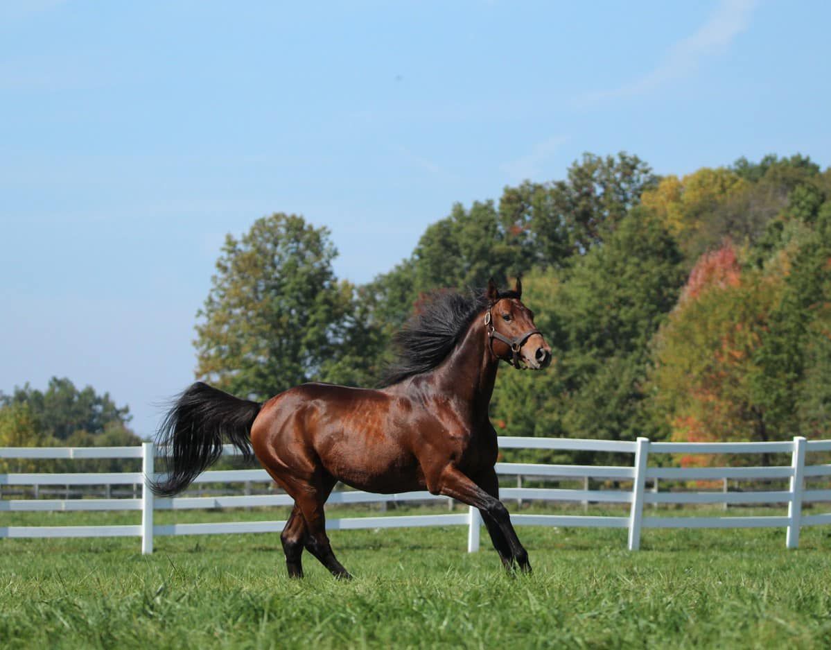 A brown horse is running in a field next to a white fence.