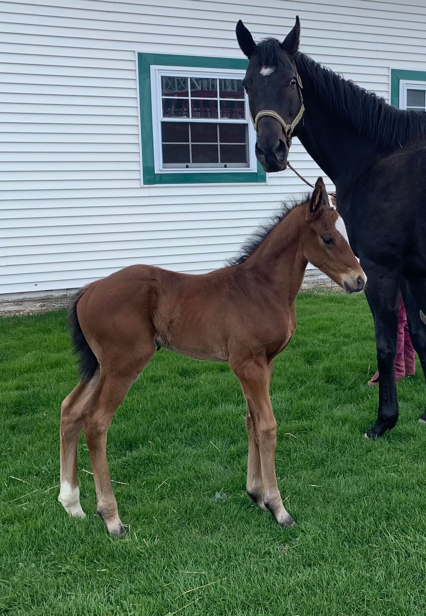 Need More Mo colt, two weeks now.
Loves when he is center of attention!!!
Need More Mo is available for your mares