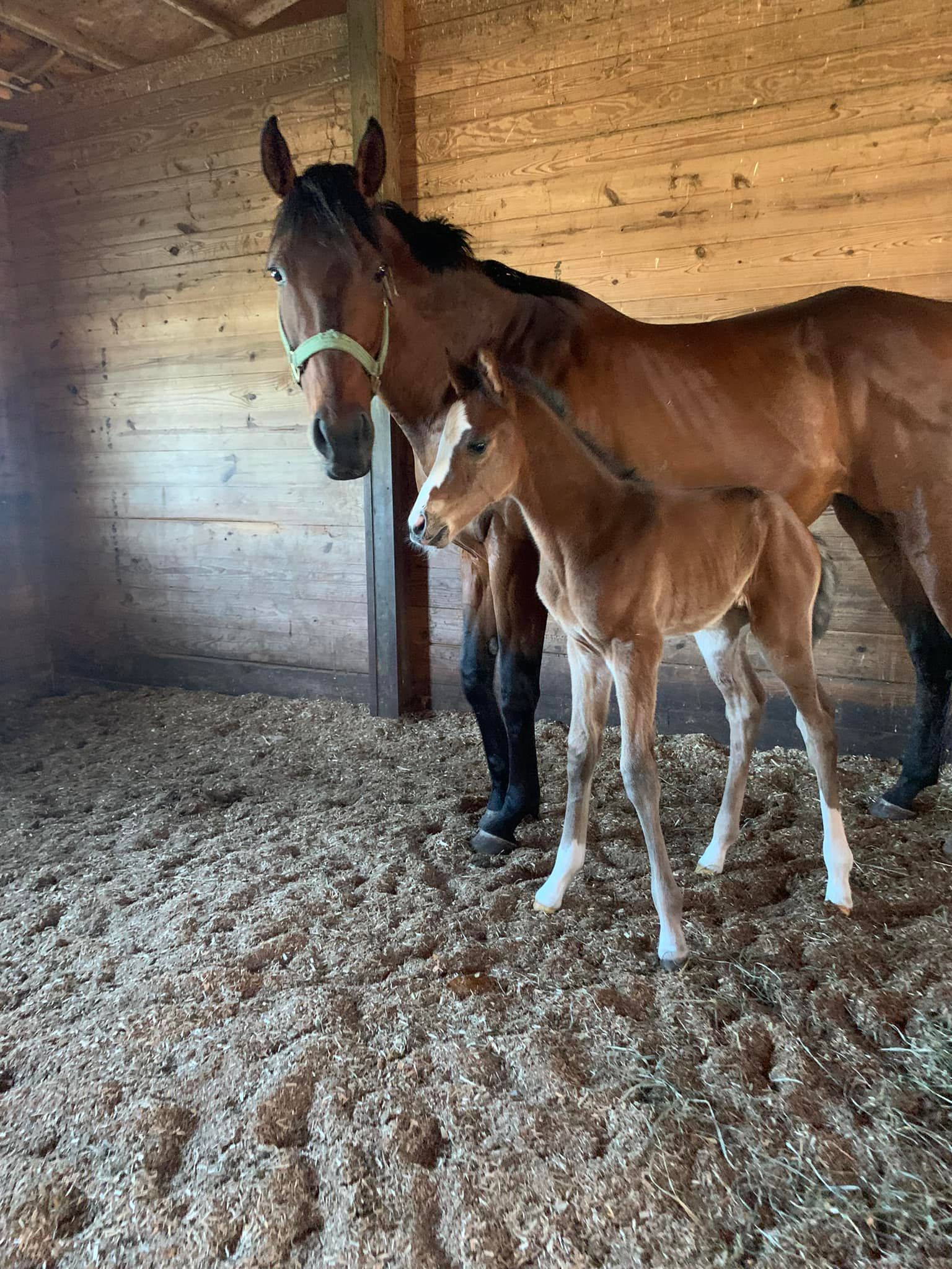 Two horses are standing next to each other in a stable.