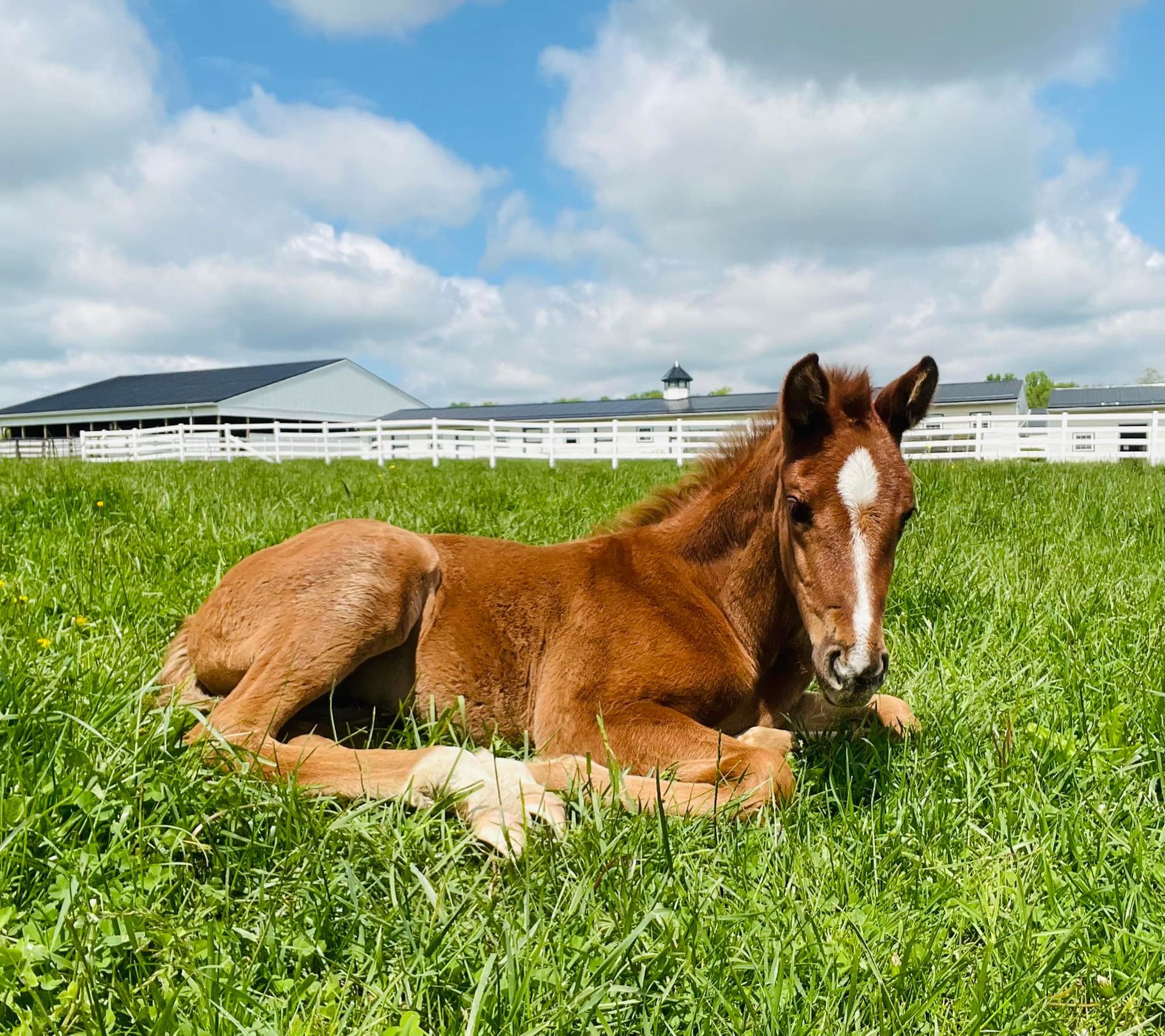 A brown horse laying down in a grassy field
