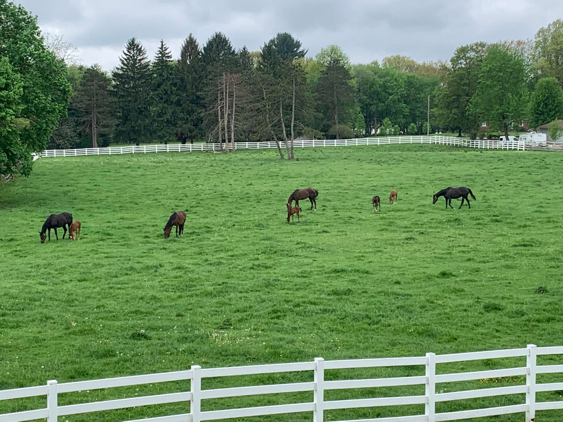 A herd of horses grazing in a grassy field behind a white fence.