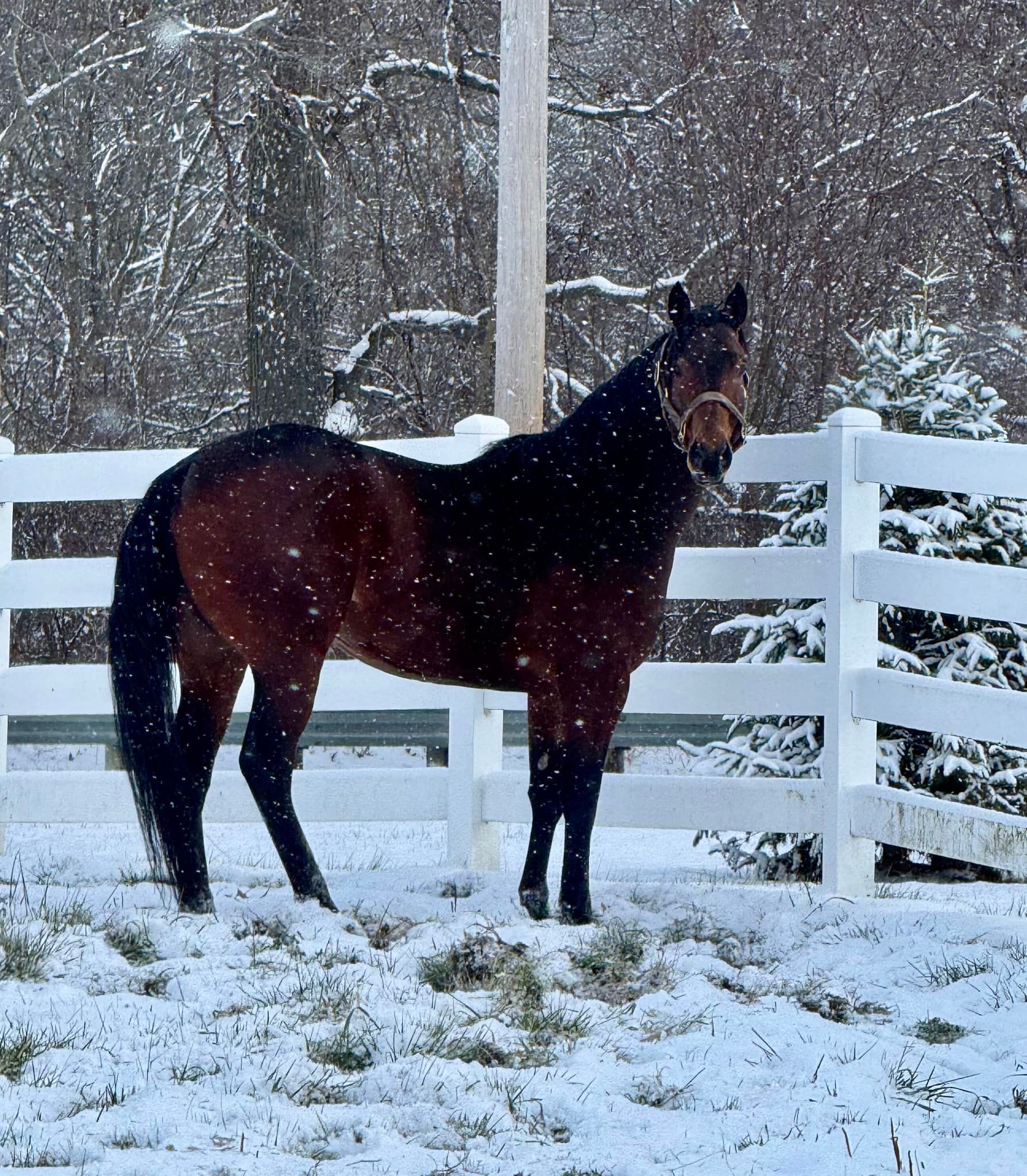 A brown horse standing in the snow in front of a white fence