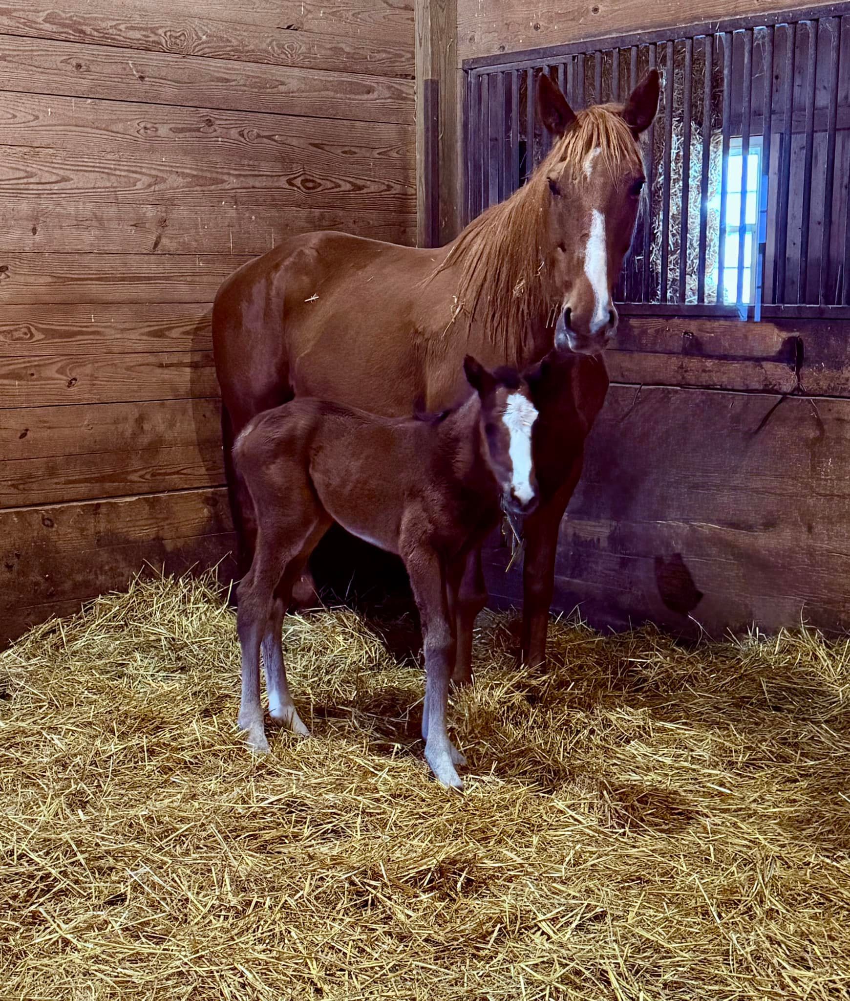 Newborn foal 2025 Foals from Buckeye Stallion Station in Ohio. Near Kentucky, Pennsylvania, Michigan